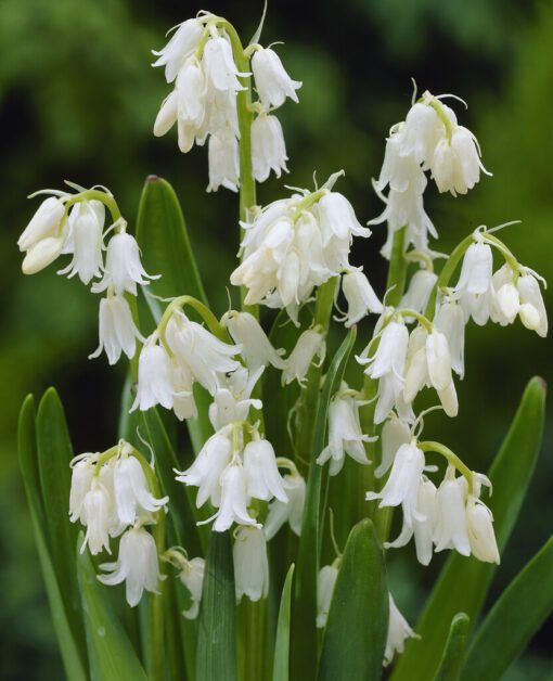 Tilbudspakke blomsterløg – “Vild med hvid 3” – skønne hvide blomster i mange varianter.