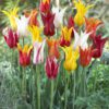 Liljeblomstrende tulipaner i mix. Farverig blanding af liljeblomstrende tulipaner. Køb billige tulipanløg på www.nemhjem.dk Dansk e-mærket webshop..jpg