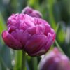 Margarita – Magenta/Violet Dobbelttulipan – Tulipanløg 10 stk. 40,- kr. 100 stk. 379,-