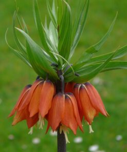 Kejserkrone Orange – Fritillari Imperialis Rubra Blomsterløg 5 stk 99,- kr