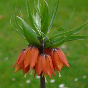 Kejserkrone Orange Fritillaria Imperialis Rubra. Billige kejserkrone løg på www.nemhjem.dk Dansk e-mærket webshop