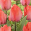 Orange tulipan – Orange Van Eijk tulipanløg 10 stk. 30,- kr.
