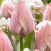 Lyserød / Laksefarvet tulipan – Salmon Van Eijk tulipanløg 10 stk. 30,- kr. 100 stk 279,- kr.