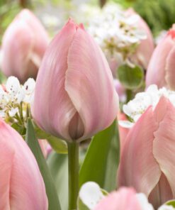 Laksefarvet / Lyserød tulipan Salmon van Eijk. Store smukke blomsterhoveder. Billige tulipanløg i top kvalitet fra www.nemhjem.dk