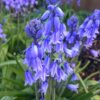 Klokkeskilla blå Blomsterløg Hyacinthoides hispanice - Spansk klokkeskilla. Køb blomsterløg i bedste kvalitet fra dansk e-mærkset webshop