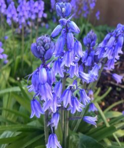 Spansk klokkeskilla Blå – Hyacinthoides Hispanica 10 stk. 24 kr. 50 stk. 89,- kr. 100 stk. 149 kr.