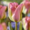 Viridiflora tulipan Greenland Tulipanløg – 10 stk 30,- kr. 100 stk. 279,- kr.