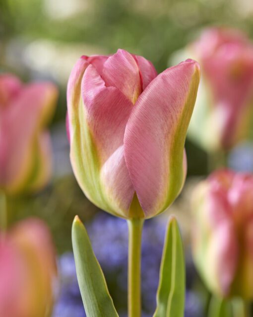 Viridiflora tulipan Greenland Tulipanløg – 10 stk 30,- kr. 100 stk. 279,- kr.
