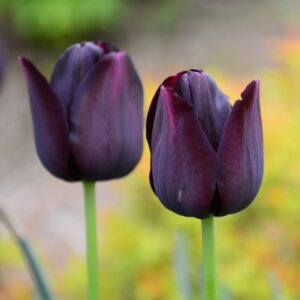 Tulipan Queen of night Tulipanløg. Smukke mørke tulipaner. Storkøb tulipanløg med mængderabat. Stort udvalg på www.nemhjem.dk