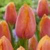 Tulipanløg ‘Dordogne’ (Single Late) – Str. 12+ | Orange-rosa sen tulipan | FRA 5,40 KR
