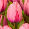 Darwin Hybrid Tulipan Pink Impression – Tulipanløg 10 stk. 35,-