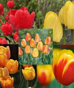 Tulipanløg pakketilbud med 5 Apeldoorn Varianter. Klassiske stærke tulipaner. Køb billige tulipanløg på NemHjem.dk