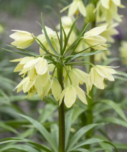 Fritillaria Raddena – Sjælden hvid/gul “Kejserkrone” – 3 stk 139,- kr