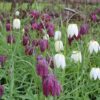 Vibeæg mix – Fritillaria meleagris – Løs vægt – UDSALG: 1,60 kr/stk v.min. 50 stk.