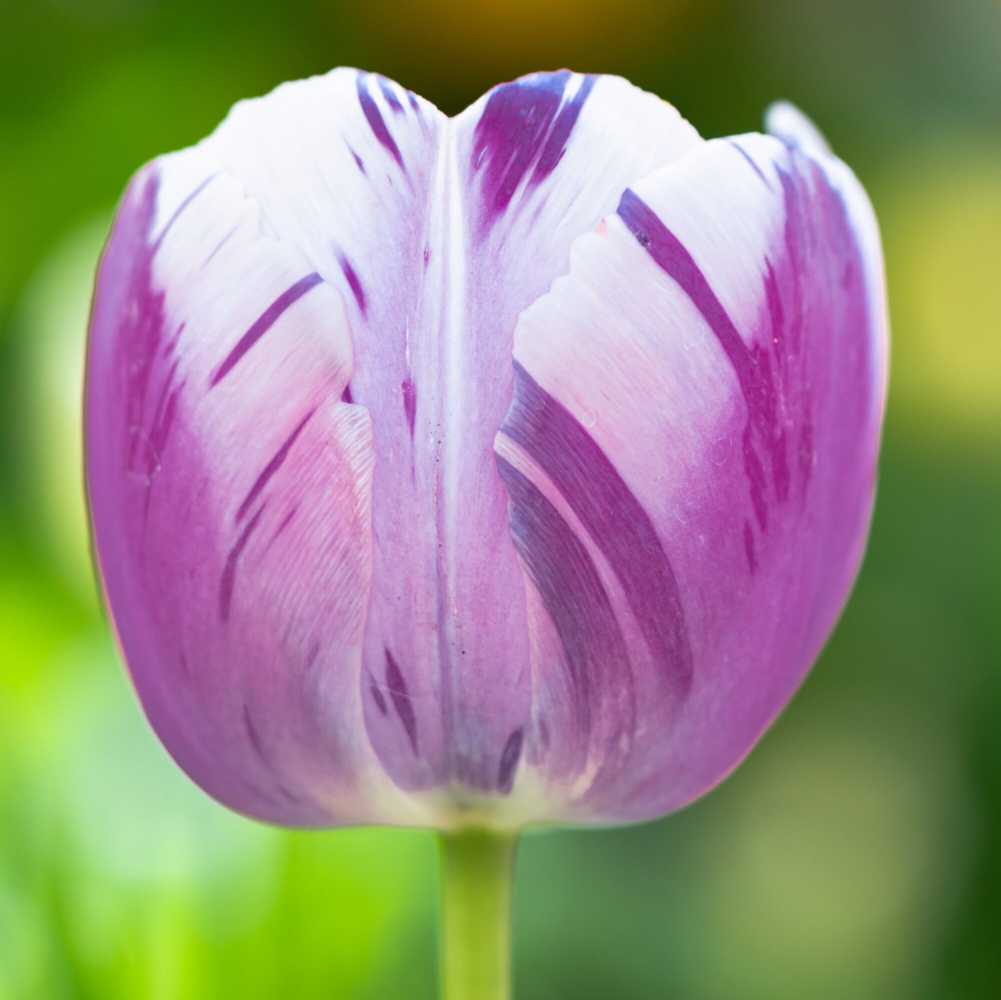 Lilla/Hvid Tulipan Sampak med 100 stk Tulipanløg – Tulipaner i lilla og hvide nuancer