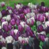 Tulipanløg sampak med mix af lilla tulipan Purple Flag og den tofarved tulipan Flaming Flag. Virkeligt et smukt farvespil. Tulipanløg i sampak fra www.nemhjem.dk fra www.nemhjem.dk