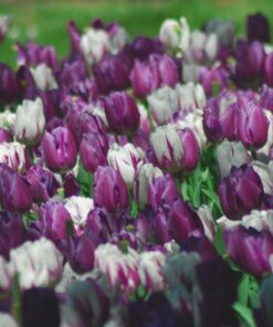 Lilla/Hvid Tulipan Sampak med 100 stk Tulipanløg – Tulipaner i lilla og hvide nuancer