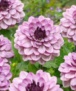 Dahlia – Creme De Cassis – 21,95 kr. v/3 stk 19,95 kr. v/10 stk.