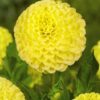 Pompon Dahlia “Golden Torch” – Gul pompon dahlia – 21,95 kr. v/3 stk 19,95 kr. v/10 stk.