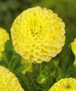 Pompon Dahlia “Golden Torch” – Gul pompon dahlia – 21,95 kr. v/3 stk 19,95 kr. v/10 stk.