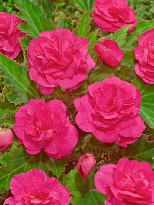 Knoldbegonia Dobbelt Pink