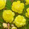 Knoldbegonia Dobbelt Gul