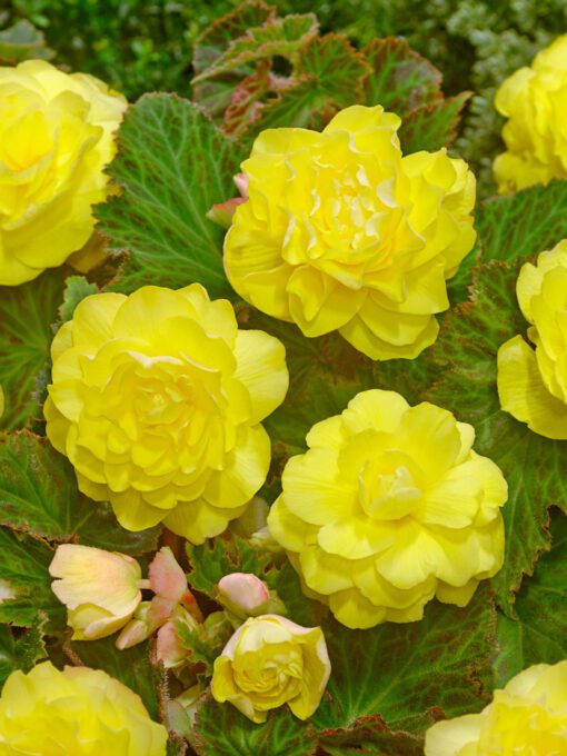 Knoldbegonia Dobbelt Gul