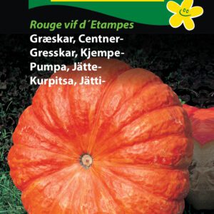 Græskarfrø – Center græskar – Spiselig orange græskar med stort udbytte – Grøntsagsfrø