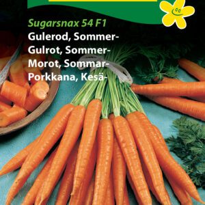Sommer gulerod “Sugarsnax” – Grøntsagsfrø – Gulerodsfrø Tidlig Sød sommergulerod