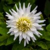 Dahlia “My Love” – Hvid semi kaktus dahlia. 24,95 kr. v/3 stk 22,95 kr. v/10 stk