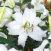Hvid lilje Oriental white liljeløg. Køb billige blomsterløg i top kvalitet på www.nemhjem.dk Dansk Webshop
