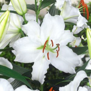 Hvid Lilje “Oriental White” Liljeløg: 9,00 kr. v/3 stk 7,00 kr. v/10 stk