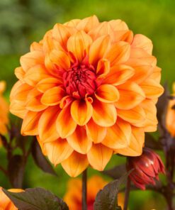 Dahlia – David Howard 21,95 kr. v/3 stk 19,95 kr. v/10 stk.