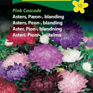 Pæon Asters – Blanding – Blomsterfrø – Farverig og meget holdbar snitblomst