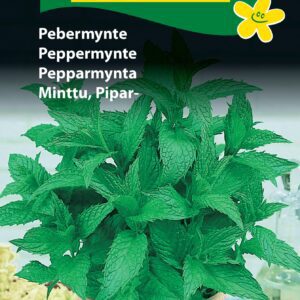 Pebermynte frø – Krydderurtefrø – Flerårig