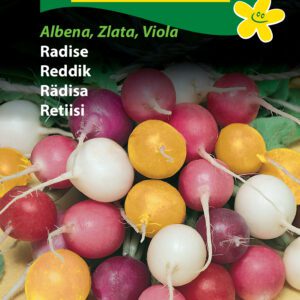 Radiser – Farverig blanding af runde radiser – Radise frø – Grøntsagsfrø