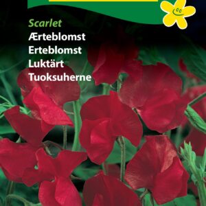 Ærteblomst Rød “Scarlet” – Blomsterfrø