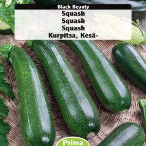 Squash “Black Beauty” – Middeltidlig med stort udbytte  – Grøntsagsfrø