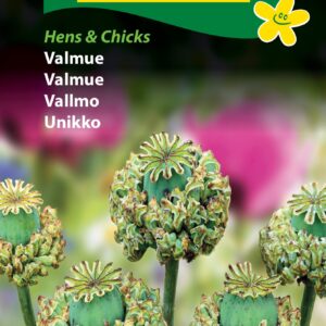 Valmue blomsterfrø Hens-and-Chicks med den utroligt smukke froekapsel. Køb blomsterfrø på www.nemhjem.dk Dansk webshop