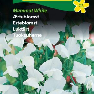Ærteblomst Hvid “Mammut White” – Blomsterfrø