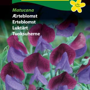 Ærteblomst tofarvet mørkeblå og violette blomster “Matucana” – Blomsterfrø