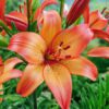 Orange/Pink Lilje “Royal Sunset” Store smukke liljer – Liljeløg FRA 8,95 KR.