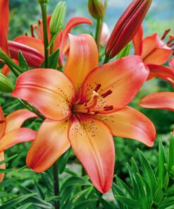 Orange/Pink Lilje “Royal Sunset” Store smukke liljer – Liljeløg FRA 8,95 KR.