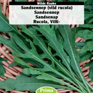 Rucola frø – Vild Rucola eller Sandsennep – Grøntsagsfrø