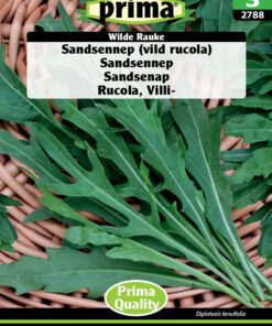Rucola frø også kaldet Sandsennep. Vild rucola er smagfuld salat med takkede blade. Køb rucola frø til god pris på www.nemhjem.dk.