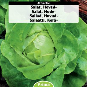 Salatfrø – Hovedsalat “Attractie” – Tidlig sommersalat – Grøntsagsfrø