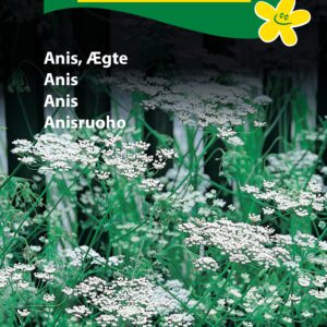 Anis frø – Ægte Anis med hvide skærmblomster – Krydderurtefrø