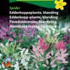 Edderkoppeplante blanding – Velduftende og smukke blomster – Blomsterfrø
