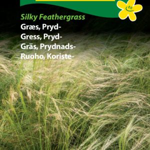 Græsfrø Prydgræs. Silky Feathergrass. Elegang flerårig græs – Blomsterfrø / Græsfrø