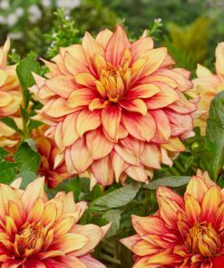 Dahlia Dazzling Magic – Tofarvet dahlia 21,95 kr. v/3 stk 19,95 kr. v/10 stk.